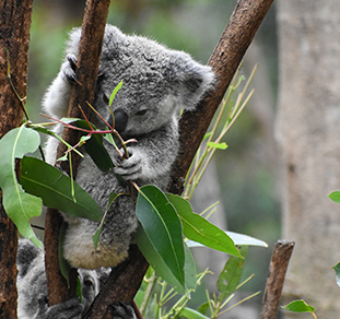 koala in adelaide